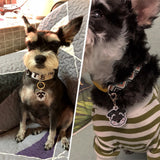 Personalized Dog ID Tag with Breed Icon, Custom Acrylic Tag