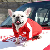 Dog Baseball Jacket for Fall and Winter