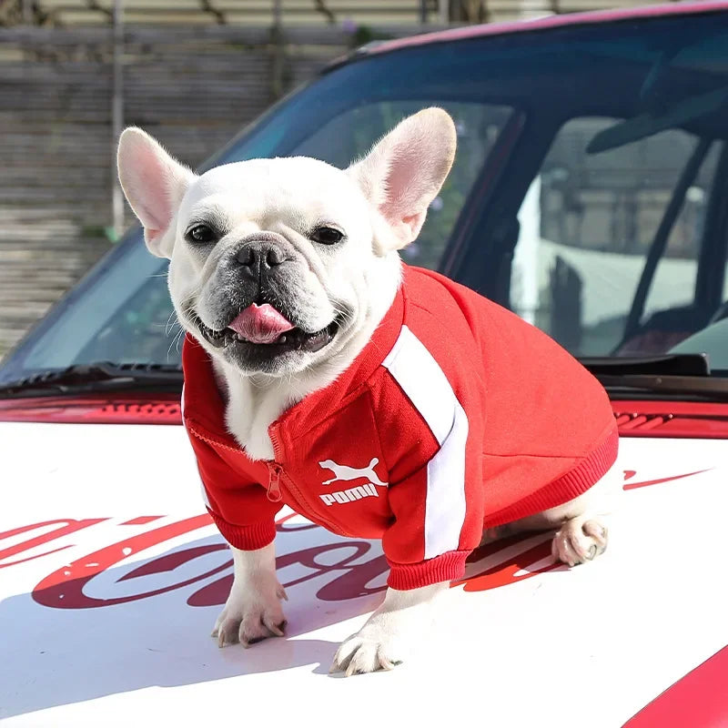 Dog Baseball Jacket for Fall and Winter