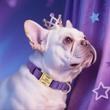 Personalized Padded Dog Collar with Engraved Gold Buckle