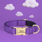 Personalized Padded Dog Collar with Engraved Gold Buckle
