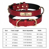 Personalized Padded Leather Dog Collar with Engraved Nameplate