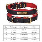 Personalized Padded Leather Dog Collar with Engraved Nameplate