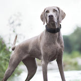 Solid Color Dog Collar for Puppies and Adult Dogs, All Seasons