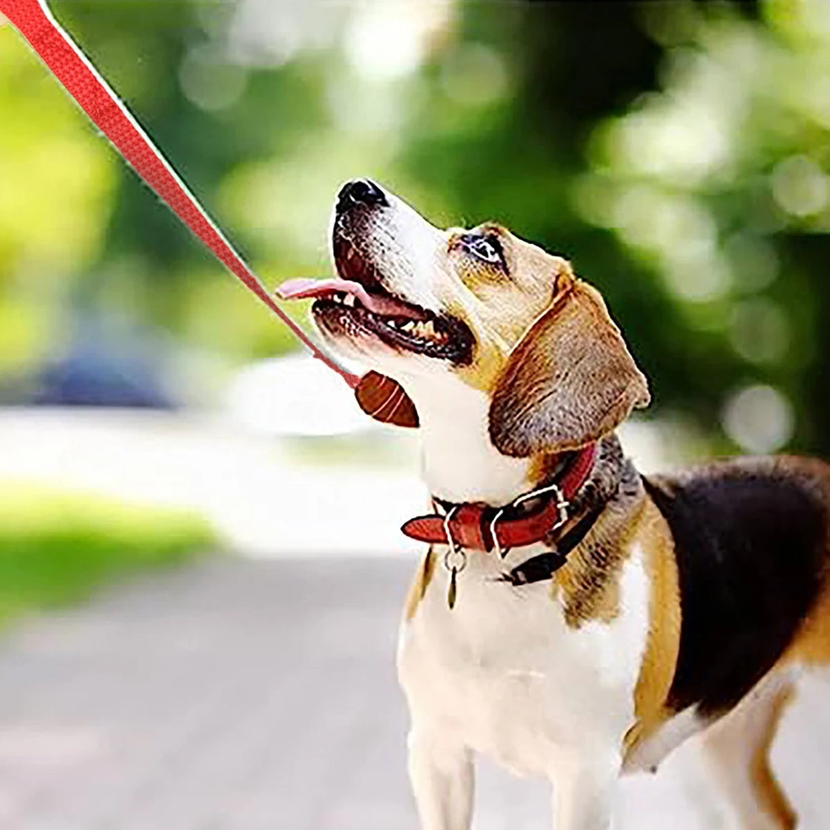 Extra Long Dog Leash for Training, 16 ft to 164 ft