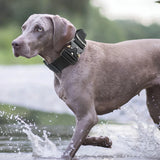 Solid Color Dog Collar for Puppies and Adult Dogs, All Seasons