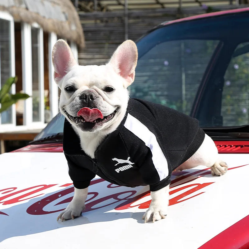 Dog Baseball Jacket for Fall and Winter