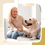 Gold Chain Dog Collar, Stainless Steel Pet Necklace