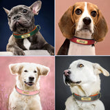 Personalized Padded Leather Dog Collar with Engraved Nameplate