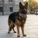 Spiked Skull Dog Collar in Leather for Medium and Large Dogs