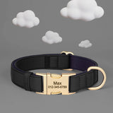 Personalized Padded Dog Collar with Engraved Gold Buckle