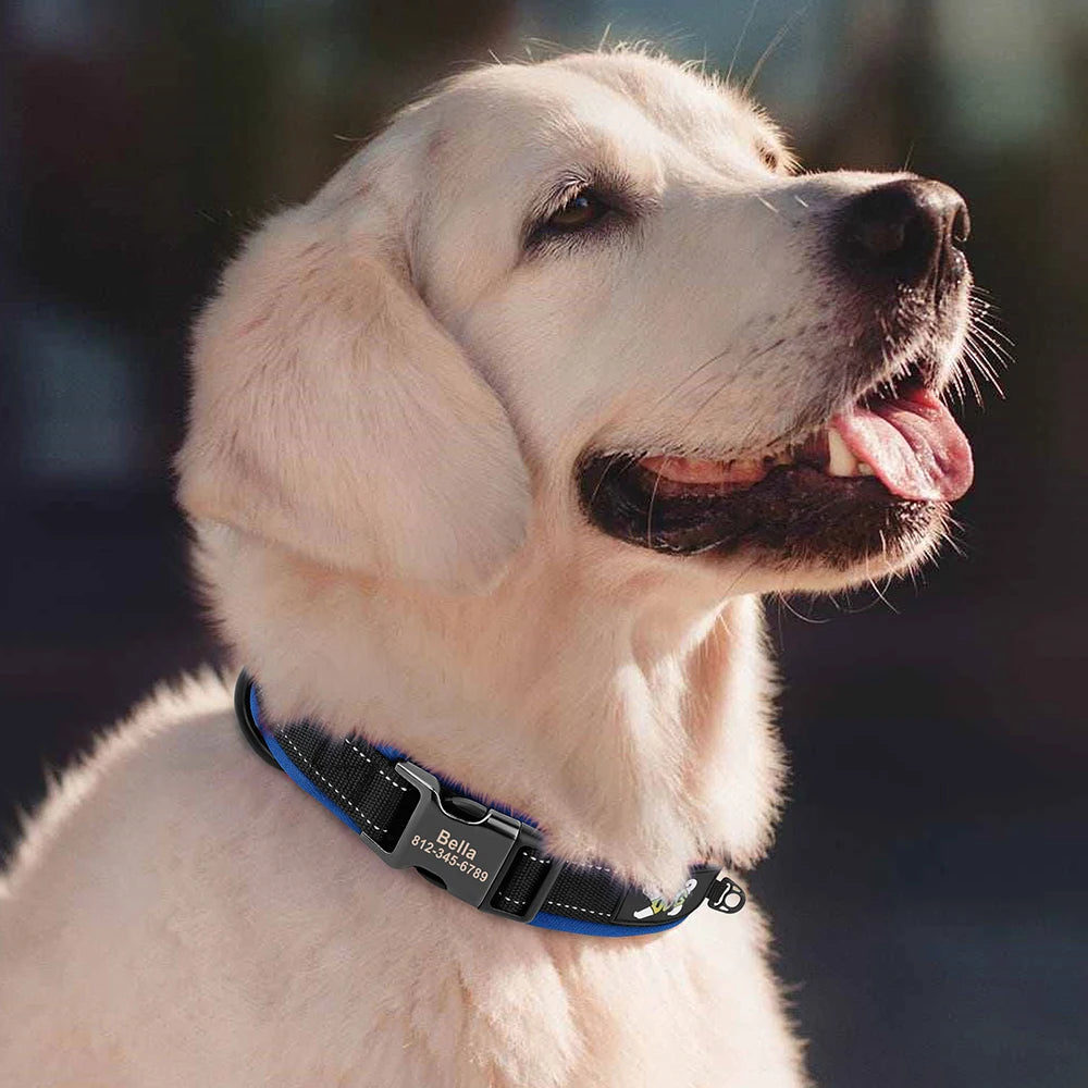 Personalized Dog Collar with Engraved Nameplate, Padded Nylon