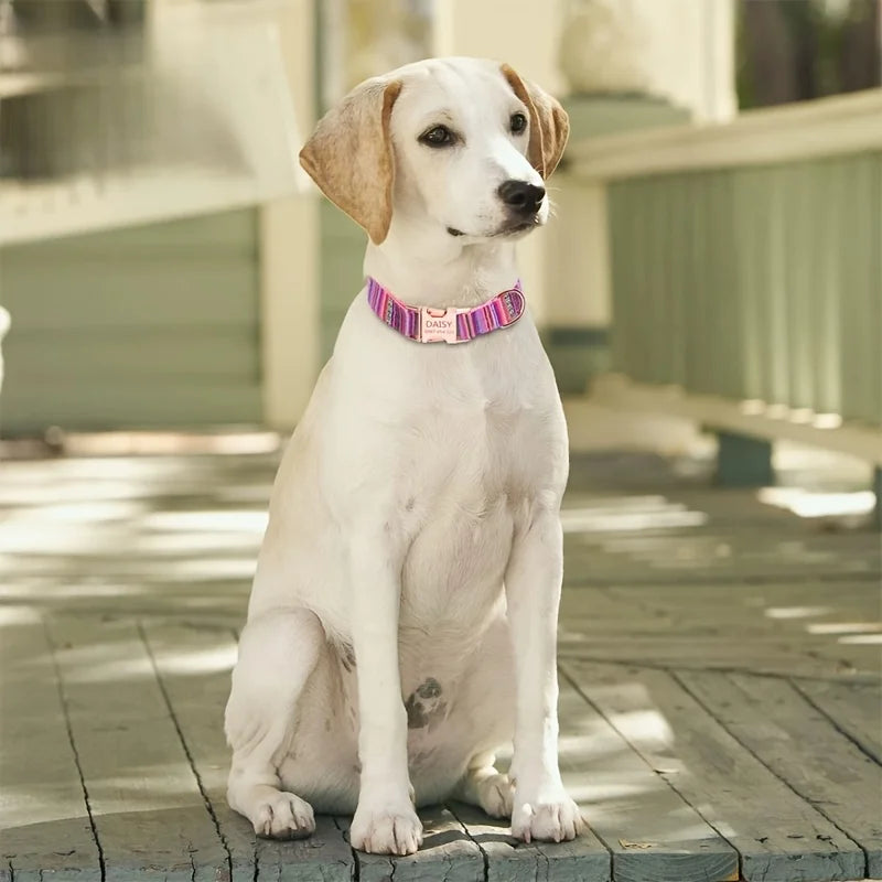 Personalized Dog Collar with Engraved Name and Phone Buckle