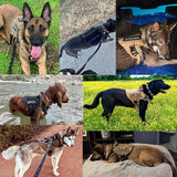 Tactical Dog Harness with MOLLE Panels for Medium & Large Dogs