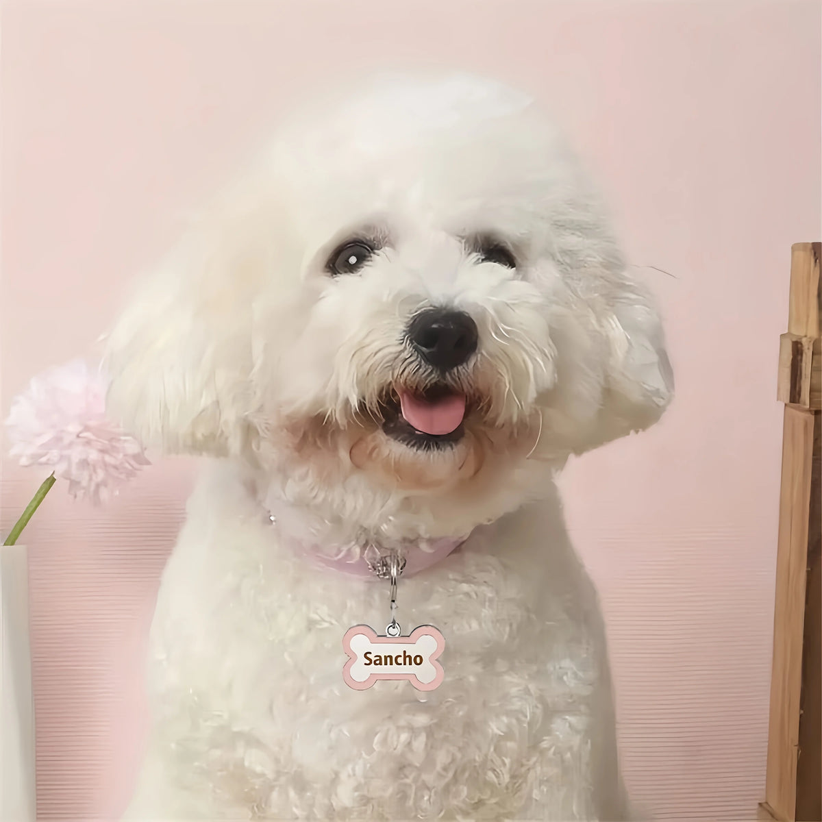 Custom Puppy Collar and Name Tag Set, Double-Sided Engraving