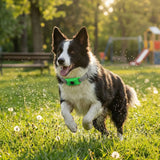 Flea Collar for Dogs with Oil Pendant and 3 Refills, Waterproof