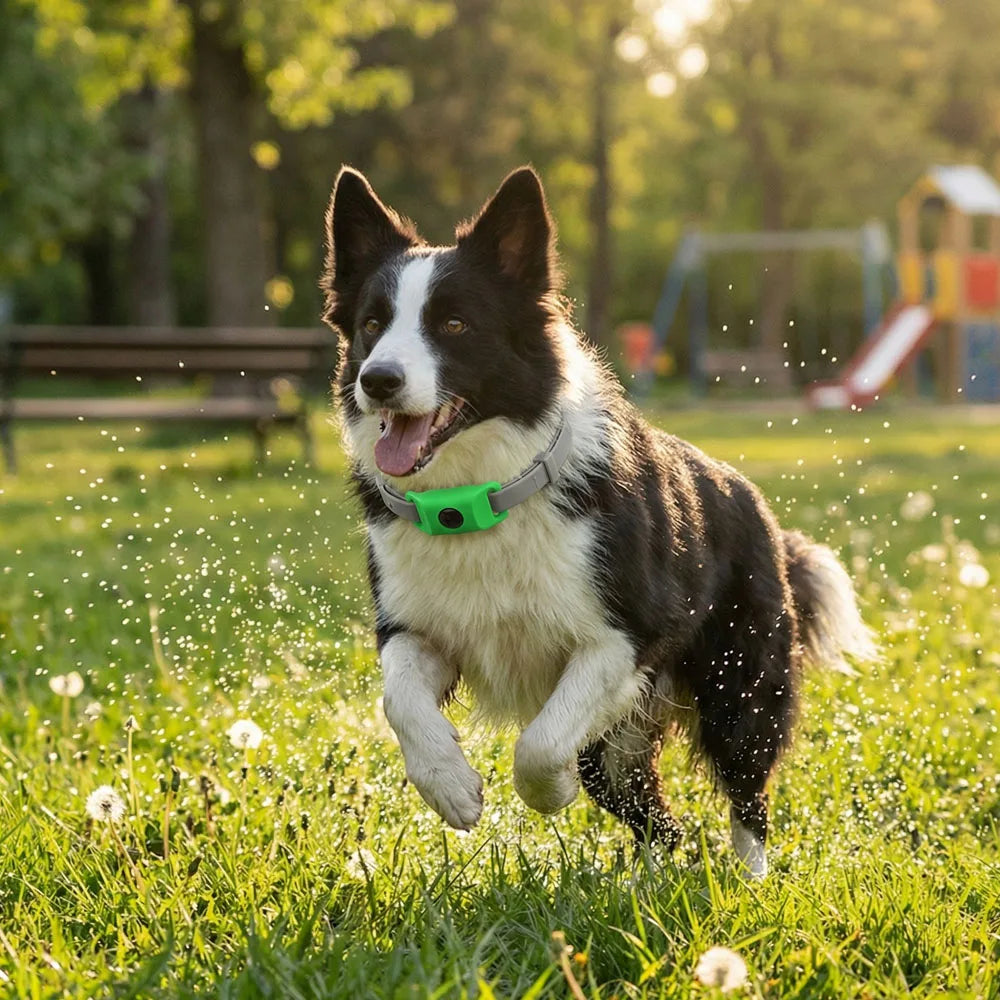 Flea Collar for Dogs with Oil Pendant and 3 Refills, Waterproof