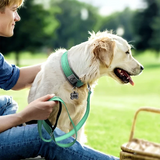 Heavy Duty Padded Dog Collar for Large Dogs, Reflective Nylon