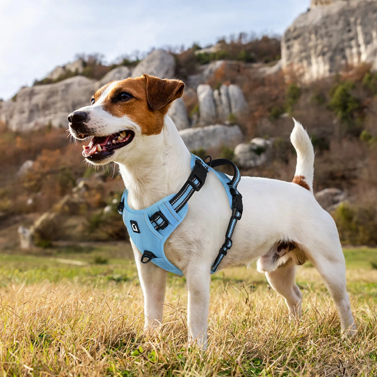No Pull Dog Harness and Leash Set with Front and Back Clips