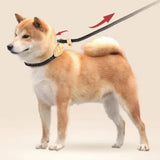 Braided Rope Slip Lead for Small and Medium Dogs