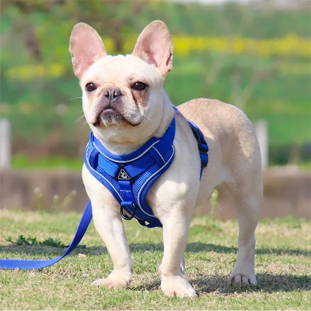 Reflective Dog Harness and Leash Set for Small Dogs