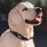 Personalized Dog Collar with Engraved Buckle, Reflective & Padded