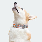 Custom Padded Nylon Dog Collar with Engraved Phone Number