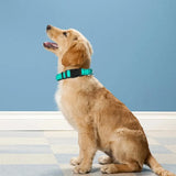 Soft Neoprene Padded Nylon Dog Collar for Medium Dogs