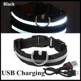 LED Dog Collar with 3 Light Modes, USB or Battery Powered