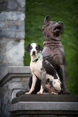 Adjustable Reflective Collar with Stainless Steel Ring