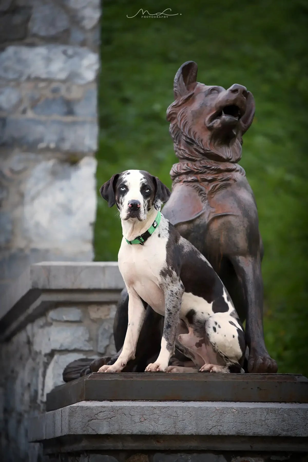 Adjustable Reflective Collar with Stainless Steel Ring