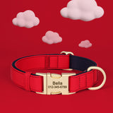 Personalized Padded Dog Collar with Engraved Gold Buckle