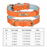 Personalized Padded Leather Dog Collar with Engraved Nameplate