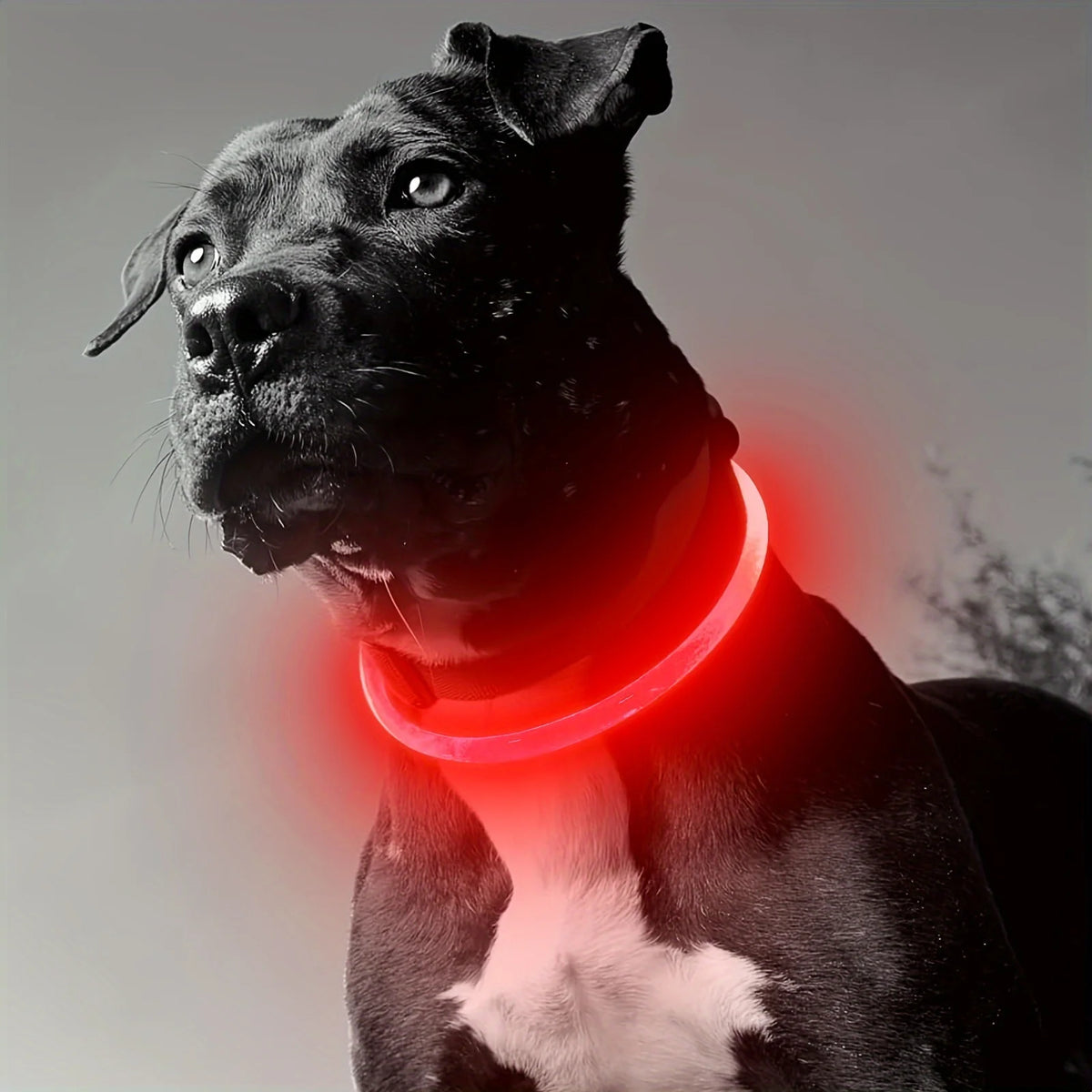 Rechargeable LED Dog Collar, Cut-to-Fit Light-Up Ring