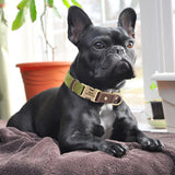 Custom Engraved Dog Collar in PU Leather, 9 Colors