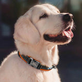 Custom Padded Nylon Dog Collar with Engraved Phone Number