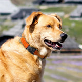 Reflective Nylon Dog Collar, Adjustable, XS to XL in 10 Colors