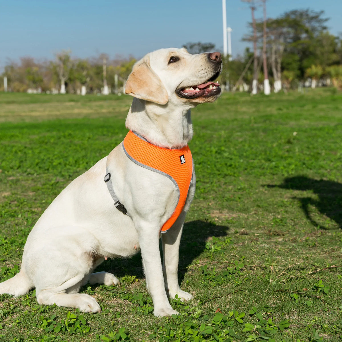 Breathable Mesh Dog Harness for Small and Medium Dogs
