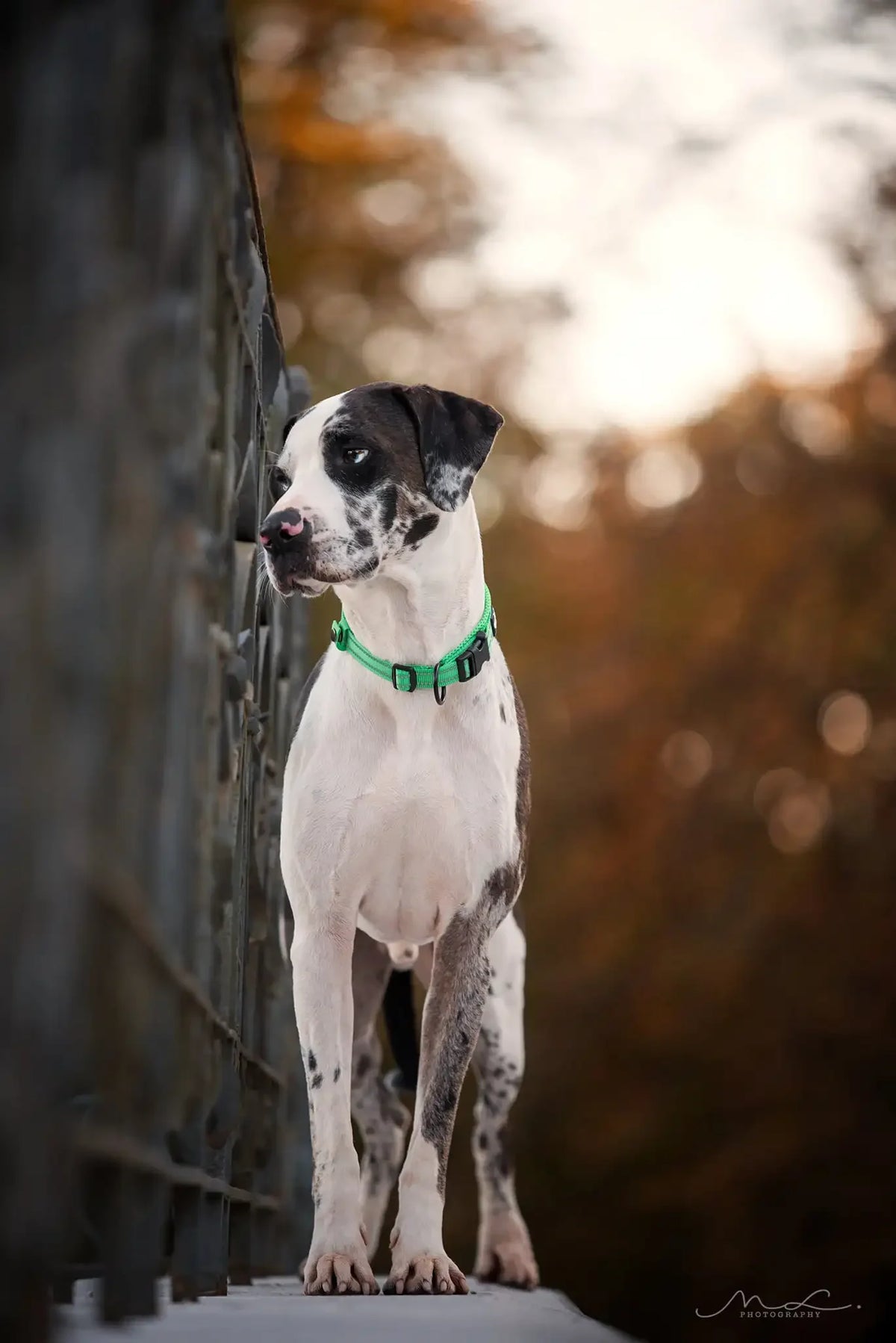 Adjustable Reflective Collar with Stainless Steel Ring