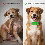 Flea Collar for Dogs with Oil Pendant and 3 Refills, Waterproof