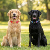 Personalized Nylon Dog Collar with Engraved Name and Metal Buckle