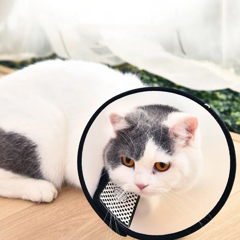 Clear Dog Recovery Cone in 8 Sizes for Cats, Small and Large Dogs