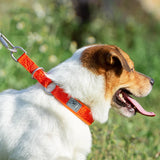 Greyhound Martingale Collar with Neoprene Padding, XXS to 3XL