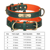 Personalized Padded Leather Dog Collar with Engraved Nameplate