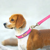 Personalized Dog Collar and Leash Set with Engraved Nameplate
